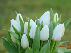 biale tulipany